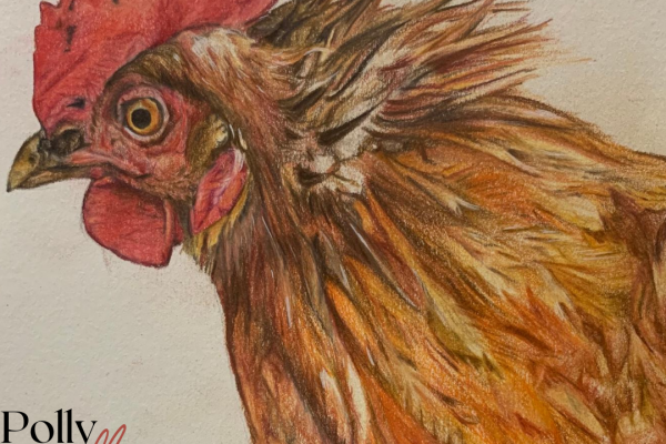 Polly the Chicken